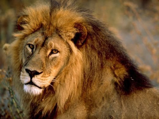 Woman mauled to death by lion during sex - TNT Magazine